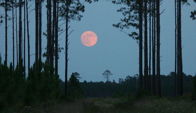 Illustration for article titled Cómo sacar buenas fotos a la Luna sin ser un experto en fotografía